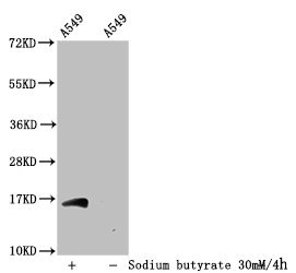 HIST1H3A Antibody - Western Blot Detected sample: A549 whole cell lysate; Untreated (-) or treated (+) with 30mM sodium butyrate for 4h All lanes: HIST1H3A antibody at 1:2000 Secondary Goat polyclonal to rabbit IgG at 1/50000 dilution Predicted band size: 16 kDa Observed band size: 16 kDa