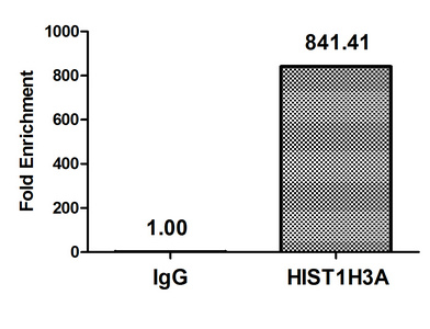 HIST1H3A Antibody - Chromatin Immunoprecipitation Hela(4*106, treated with 30mM sodium butyrate for 4h)were treated with Benzanase, sonicated, and immunoprecipitated with 5ug anti-HIST1H3A or a control normal rabbit IgG. The resulting ChIP DNA was quantified using real-time PCR with primers against the Beta-Globin promoter.