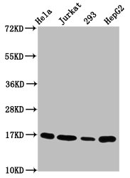 HIST1H3A Antibody - Western Blot Positive WB detected in: Hela whole cell lysate, Jurkat whole cell lysate, 293 whole cell lysate, HepG2 whole cell lysate(treated with 30mM sodium butyrate for 4h) All Lanes: HIST1H3A antibody at 1.2µg/ml Secondary Goat polyclonal to rabbit IgG at 1/50000 dilution Predicted band size: 16 KDa Observed band size: 16 KDa