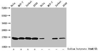 HIST1H3A Antibody - Western Blot Detected samples: Hela whole cell lysate, MCF-7 whole cell lysate, Jurkat whole cell lysate, A549 whole cell lysate; Untreated (-) or treated (+) with 30mM sodium butyrate for 4h All lanes: HIST1H3A antibody at 1:1000 Secondary Goat polyclonal to rabbit IgG at 1/40000 dilution Predicted band size: 16 kDa Observed band size: 16 kDa