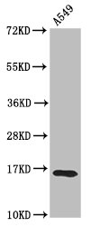HIST1H3A Antibody - Western Blot Positive WB detected in: A549 whole cell lysate(treated with 30mM sodium butyrate for 4h) All Lanes: HIST1H3A antibody at 1.2µg/ml Secondary Goat polyclonal to rabbit IgG at 1/50000 dilution Predicted band size: 16 KDa Observed band size: 16 KDa