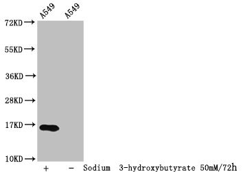 HIST1H3A Antibody - Western Blot Detected sample: A549 whole cell lysate; Untreated (-) or treated (+) with 50mM Sodium 3-hydroxybutyrate for 72h All lanes: HIST1H3A antibody at 1:100 Secondary Goat polyclonal to rabbit IgG at 1/50000 dilution Predicted band size: 16 kDa Observed band size: 16 kDa