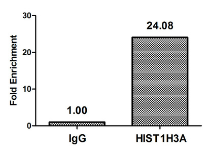 HIST1H3A Antibody - Chromatin Immunoprecipitation Hela (4*10E6, treated with 30mM sodium 3-hydroxybutyrate for 4h) were treated with Micrococcal Nuclease, sonicated, and immunoprecipitated with 5µg anti-HIST1H3A (B-hydroxybutyryl-HIST1H3A (K23) Antibody) or a control normal rabbit IgG. The resulting ChIP DNA was quantified using real-time PCR with primers against the ß-Globin promoter.