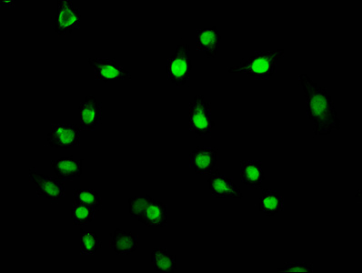 HIST1H3A Antibody - Immunofluorescence staining of Hela cells diluted at 1:5, counter-stained with DAPI. The cells were fixed in 4% formaldehyde, permeabilized using 0.2% Triton X-100 and blocked in 10% normal Goat Serum. The cells were then incubated with the antibody overnight at 4°C.The Secondary antibody was Alexa Fluor 488-congugated AffiniPure Goat Anti-Rabbit IgG (H+L).
