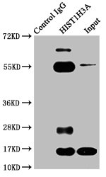 HIST1H3A Antibody - Immunoprecipitating HIST1H3A in Hela whole cell lysate Lane 1: Rabbit control IgG instead of Butyrly-HIST1H3A (K23) Antibody in Hela whole cell lysate.For western blotting, a HRP-conjugated Protein G antibody was used as the secondary antibody (1/2000) Lane 2: Butyrly-HIST1H3A (K23) Antibody (5µg) + Hela whole cell lysate (500µg) Lane 3: Hela whole cell lysate (20µg)