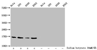 HIST1H3A Antibody - Western Blot Detected samples: Hela whole cell lysate, 293 whole cell lysate, A549 whole cell lysate, K562 whole cell lysate; Untreated (-) or treated (+) with 30mM sodium butyrate for 4h All lanes: HIST1H3A antibody at 1:2000 Secondary Goat polyclonal to rabbit IgG at 1/40000 dilution Predicted band size: 16 kDa Observed band size: 16 kDa