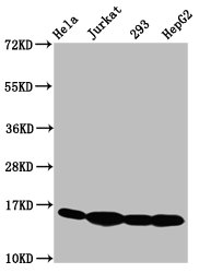 HIST1H3A Antibody - Western Blot Positive WB detected in: Hela whole cell lysate, Jurkat whole cell lysate, 293 whole cell lysate, HepG2 whole cell lysate(treated with 30mM sodium butyrate for 4h) All Lanes: HIST1H3A antibody at 1.68µg/ml Secondary Goat polyclonal to rabbit IgG at 1/50000 dilution Predicted band size: 16 KDa Observed band size: 16 KDa
