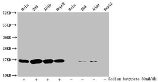 HIST1H3A Antibody - Western Blot Detected samples: Hela whole cell lysate, 293 whole cell lysate, A549 whole cell lysate, HepG2 whole cell lysate; Untreated (-) or treated (+) with 30mM sodium butyrate for 4h All lanes: HIST1H3A antibody at 1:2000 Secondary Goat polyclonal to rabbit IgG at 1/40000 dilution Predicted band size: 16 kDa Observed band size: 16 kDa