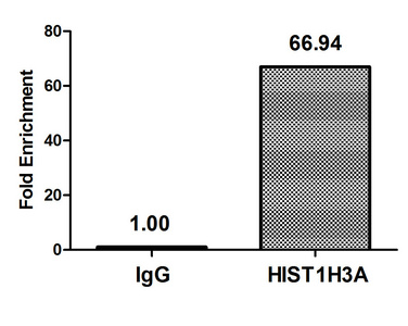 HIST1H3A Antibody - Chromatin Immunoprecipitation Hela (10E6, treated with 30mM sodium butyrate for 4h) were treated with Micrococcal Nuclease, sonicated, and immunoprecipitated with 5µg anti-HIST1H3A (Butyrly-HIST1H3A (K9) Antibody) or a control normal rabbit IgG. The resulting ChIP DNA was quantified using real-time PCR with primers against the ß-Globin promoter.