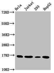 HIST1H3A Antibody - Western Blot Positive WB detected in: Hela whole cell lysate, Jurkat whole cell lysate, 293 whole cell lysate, HepG2 whole cell lysate(all treated with 30mM sodium butyrate for 4h) All Lanes: HIST1H3A antibody at 1.5µg/ml Secondary Goat polyclonal to rabbit IgG at 1/50000 dilution Predicted band size: 16 KDa Observed band size: 16 KDa