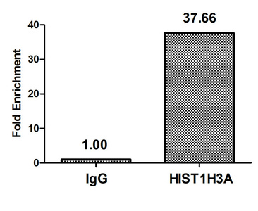 HIST1H3A Antibody - Chromatin Immunoprecipitation Hela (10E6, treated with 30mM sodium butyrate for 4h) were treated with Micrococcal Nuclease, sonicated, and immunoprecipitated with 5µg anti-HIST1H3A (Butyrly-HIST1H3A (K27) Antibody) or a control normal rabbit IgG. The resulting ChIP DNA was quantified using real-time PCR with primers against the ß-Globin promoter.
