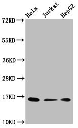 HIST1H3A Antibody - Western Blot Positive WB detected in: Hela whole cell lysate, Jurkat whole cell lysate, HepG2 whole cell lysate(all treated with 30mM sodium crotonylate for 4h) All Lanes: HIST1H3A antibody at 2.15µg/ml Secondary Goat polyclonal to rabbit IgG at 1/50000 dilution Predicted band size: 16 KDa Observed band size: 16 KDa