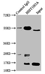 HIST1H3A Antibody - Immunoprecipitating HIST1H3A in Hela whole cell lysate (treated with 30mM sodium crotonylate for 4h) Lane 1: Rabbit control IgG instead of Crotonyl-HIST1H3A (K9) Antibody in Hela whole cell lysate (treated with 30mM sodium crotonylate for 4h).For western blotting, a HRP-conjugated Protein G antibody was used as the secondary antibody (1/2000) Lane 2: Crotonyl-HIST1H3A (K9) Antibody (5µg) + Hela whole cell lysate (treated with 30mM sodium crotonylate for 4h) (500µg) Lane 3: Hela whole cell lysate (treated with 30mM sodium crotonylate for 4h) (20µg)