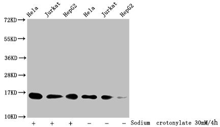 HIST1H3A Antibody - Western Blot Detected samples: Hela whole cell lysate, Jurkat whole cell lysate, HepG2 whole cell lysate; Untreated (-) or treated (+) with 30mM Sodium crotonylate for 4h All lanes: HIST1H3A antibody at 1:100 Secondary Goat polyclonal to rabbit IgG at 1/50000 dilution Predicted band size: 16 kDa Observed band size: 16 kDa