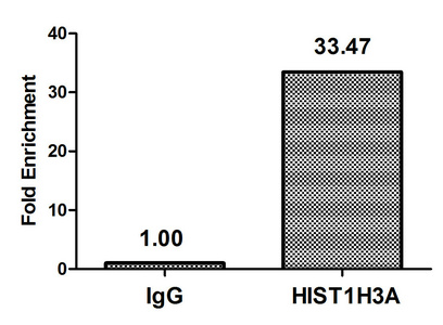 HIST1H3A Antibody - Chromatin Immunoprecipitation Hela (10E6, treated with 30mM sodium crotonylate for 4h) were treated with Micrococcal Nuclease, sonicated, and immunoprecipitated with 5µg anti-HIST1H3A (Crotonyl-HIST1H3A (K9) Antibody) or a control normal rabbit IgG. The resulting ChIP DNA was quantified using real-time PCR with primers against the ß-Globin promoter.
