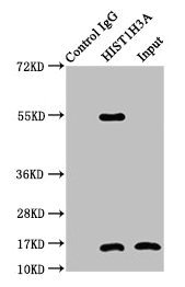 HIST1H3A Antibody - Immunoprecipitating HIST1H3A in 293 whole cell lysate (treated with 30mM sodium crotonylate for 4h) Lane 1: Rabbit control IgG instead of Crotonyl-HIST1H3A (K4) Antibody in 293 whole cell lysate (treated with 30mM sodium crotonylate for 4h).For western blotting, a HRP-conjugated Protein G antibody was used as the secondary antibody (1/2000) Lane 2: Crotonyl-HIST1H3A (K4) Antibody (5µg) + 293 whole cell lysate (treated with 30mM sodium crotonylate for 4h) (500µg) Lane 3: 293 whole cell lysate (treated with 30mM sodium crotonylate for 4h) (20µg)