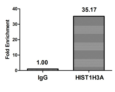 HIST1H3A Antibody - Chromatin Immunoprecipitation Hela (4*10E6, treated with 30mM sodium crotonylate for 4h) were treated with Micrococcal Nuclease, sonicated, and immunoprecipitated with 5µg anti-HIST1H3A (Crotonyl-HIST1H3A (K4) Antibody) or a control normal rabbit IgG. The resulting ChIP DNA was quantified using real-time PCR with primers against the ß-Globin promoter.