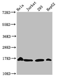 HIST1H3A Antibody - Western Blot Positive WB detected in: Hela whole cell lysate, Jurkat whole cell lysate, 293 whole cell lysate, HepG2 whole cell lysate(treated by 30mM sodium crotonylate for 4h) All Lanes: HIST1H3A antibody at 1.5µg/ml Secondary Goat polyclonal to rabbit IgG at 1/50000 dilution Predicted band size: 16 KDa Observed band size: 16 KDa
