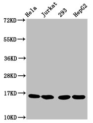 HIST1H3A Antibody - Western Blot Positive WB detected in: Hela whole cell lysate, Jurkat whole cell lysate, 293 whole cell lysate, HepG2 whole cell lysate All Lanes: HIST1H3A antibody at 1.5µg/ml Secondary Goat polyclonal to rabbit IgG at 1/50000 dilution Predicted band size: 16 KDa Observed band size: 16 KDa