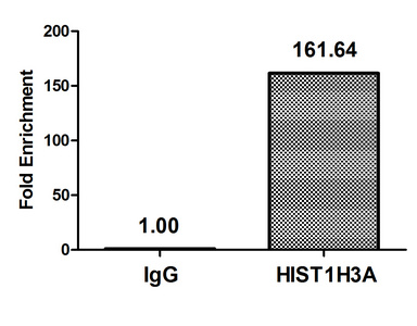 HIST1H3A Antibody - Chromatin Immunoprecipitation Hela(4*106)were treated with Benzanase, sonicated, and immunoprecipitated with 5ug anti-HIST1H3A or a control normal rabbit IgG. The resulting ChIP DNA was quantified using real-time PCR with primers against the Beta-Globin promoter.