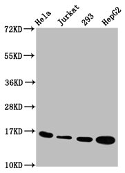 HIST1H3A Antibody - Western Blot Positive WB detected in: Hela whole cell lysate, Jurkat whole cell lysate, 293 whole cell lysate, HepG2 whole cell lysate All Lanes: HIST1H3A antibody at 1.2µg/ml Secondary Goat polyclonal to rabbit IgG at 1/50000 dilution Predicted band size: 16 KDa Observed band size: 16 KDa