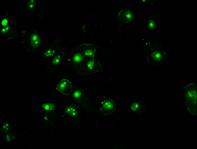 HIST1H3A Antibody - Immunofluorescence staining of MCF-7 cells diluted at 1:2.5, counter-stained with DAPI. The cells were fixed in 4% formaldehyde, permeabilized using 0.2% Triton X-100 and blocked in 10% normal Goat Serum. The cells were then incubated with the antibody overnight at 4°C.The Secondary antibody was Alexa Fluor 488-congugated AffiniPure Goat Anti-Rabbit IgG (H+L).