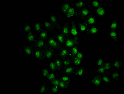 HIST1H3A Antibody - Immunofluorescence staining of Hela cells diluted at 4°C.The Secondary antibody was Alexa Fluor 488-congugated AffiniPure Goat Anti-Rabbit IgG (H+L).