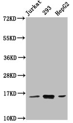 HIST1H3A Antibody - Western Blot Positive WB detected in: Jurkat whole cell lysate, 293 whole cell lysate, HepG2 whole cell lysate All Lanes: HIST1H3A antibody at 0.77µg/ml Secondary Goat polyclonal to rabbit IgG at 1/50000 dilution Predicted band size: 16 KDa Observed band size: 16 KDa