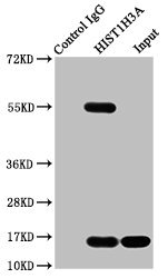 HIST1H3A Antibody - Immunoprecipitating HIST1H3A in Hela whole cell lysate Lane 1: Rabbit control IgG instead of Histone H3 (Ab-128) Antibody in Hela whole cell lysate.For western blotting, a HRP-conjugated Protein G antibody was used as the secondary antibody (1/2000) Lane 2: Histone H3 (Ab-128) Antibody (5µg) + Hela whole cell lysate (500µg) Lane 3: Hela whole cell lysate (20µg)