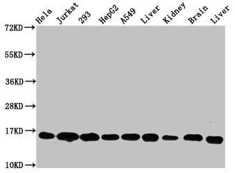 HIST1H3A Antibody - Western Blot Positive WB detected in: Hela whole cell lysate, Jurkat whole cell lysate, 293 whole cell lysate, HepG2 whole cell lysate, A549 whole cell lysate, Rat liver tissue, Rat kidney tissue, Mouse brain tissue, Mouse kidney tissue All lanes: HIST1H3A antibody at 0.53µg/ml Secondary Goat polyclonal to rabbit IgG at 1/50000 dilution Predicted band size: 16 kDa Observed band size: 16 kDa
