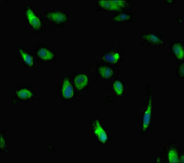 HIST1H3A Antibody - Immunofluorescent analysis of Hela cells diluted at 1:100 and Alexa Fluor 488-congugated AffiniPure Goat Anti-Rabbit IgG(H+L)