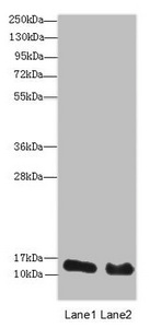 HIST1H3A Antibody - Western blot All Lanes : HIST2H3A antibody at 14 ug/ml Lane 1 : Mouse liver tissue Lane 2 : Mouse kidney tissue Secondary Goat polyclonal to rabbit IgG at 1/10000 dilution Predicted band size: 15 kDa Observed band size: 15 kDa