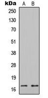 HIST1H3A Antibody - Western blot analysis of Histone H3 expression in HEK293T (A); COLO205 (B) whole cell lysates.