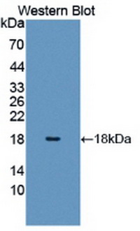 HIST1H3A Antibody - Western Blot; Sample: Recombinant H3, Human.