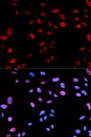 HIST1H3B Antibody - Immunofluorescence analysis of U2OS cells.