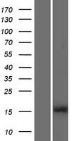 HIST1H3B Protein - Western validation with an anti-DDK antibody * L: Control HEK293 lysate R: Over-expression lysate