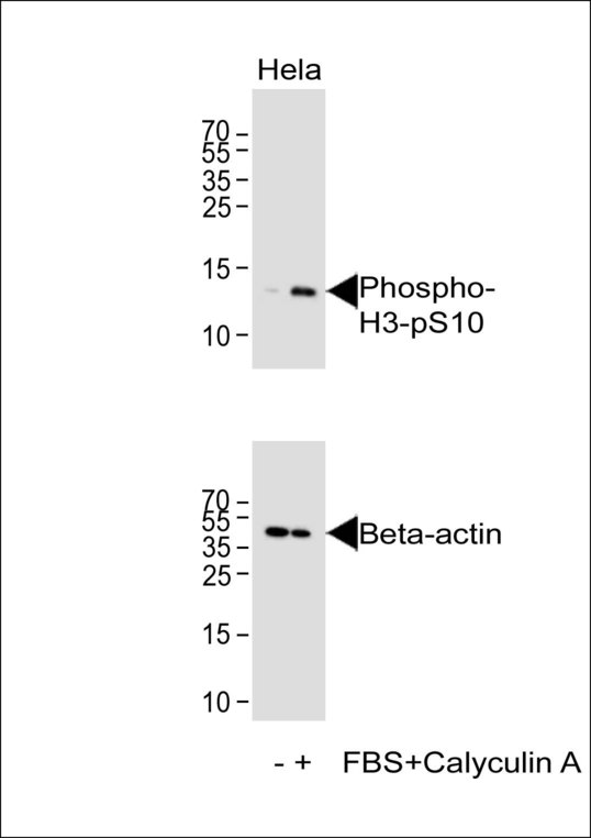 HIST1H3E Antibody - Western blot of lysate from HeLa cell line, using Phospho-H3-pS10 Antibody. Antibody was diluted at 1:1000. A goat anti-rabbit IgG H&L (HRP) at 1:10000 dilution was used as the secondary antibody. Lysate at 20ug.