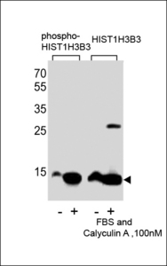 HIST1H3E Antibody - Western blot of extracts from HeLa cells,untreated or treated with FBS and Calyculin A ,100nM, using phospho-HIST1H3B3-S10(left) or HIST1H3B3 antibody(right)