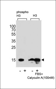 HIST1H3E Antibody - Western blot of extracts from HeLa cells,untreated or treated with FBS and Calyculin A,100nM, using phospho-H3-Ps10(left) or H3 antibody(right)
