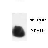 HIST1H3E Antibody - Dot blot of anti-Phospho-HIST1H3B3-S10 Phospho-specific antibody on nitrocellulose membrane. 50ng of Phospho-peptide or Non Phospho-peptide per dot were adsorbed. Antibody working concentrations are 0.5ug per ml.