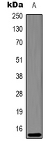 HIST1H3H Antibody - Western blot analysis of Histone H3 (Di-Methyl K27) expression in HeLa (A) whole cell lysates.