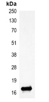 HIST1H3H Antibody - Immunoprecipitation of Histone H3 (Di-Methyl K27) from 0.5mg HeLa whole cell extract lysate; using Anti-Histone H3 (Di-Methyl K27) Antibody.