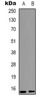HIST1H3H Antibody - Western blot analysis of Histone H3 (Mono-Methyl K9) expression in Raw264.7 (A); rat testis (B) whole cell lysates.