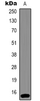 HIST1H3H Antibody - Western blot analysis of Histone H3 (Tri-Methyl K36) expression in HeLa (A) whole cell lysates.