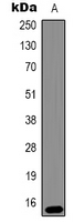 HIST1H3H Antibody - Western blot analysis of Histone H3 (Tri-Methyl K79) expression in HeLa (A) whole cell lysates.