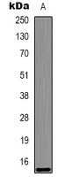 HIST1H3H Antibody - Western blot analysis of Histone H3 expression in zebrafish skeletal muscle (A) whole cell lysates.