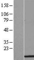 HIST1H3H Protein - Western validation with an anti-DDK antibody * L: Control HEK293 lysate R: Over-expression lysate