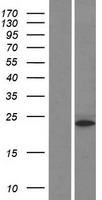 HIST1H3I Protein - Western validation with an anti-DDK antibody * L: Control HEK293 lysate R: Over-expression lysate