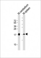 HIST1H3J Antibody - All lanes: Anti-H3f3b Antibody (C-Term) at 1:2000 dilution. Lane 1: mouse cerebellum lysate. Lane 2: mouse spleen lysate Lysates/proteins at 20 ug per lane. Secondary Goat Anti-Rabbit IgG, (H+L), Peroxidase conjugated at 1:10000 dilution. Predicted band size: 15 kDa. Blocking/Dilution buffer: 5% NFDM/TBST.