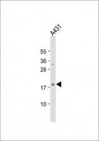 HIST1H3J Antibody - Anti-H3f3b Antibody (Center) at 1:2000 dilution + A431 whole cell lysate Lysates/proteins at 20 ug per lane. Secondary Goat Anti-Rabbit IgG, (H+L), Peroxidase conjugated at 1:10000 dilution. Predicted band size: 15 kDa. Blocking/Dilution buffer: 5% NFDM/TBST.